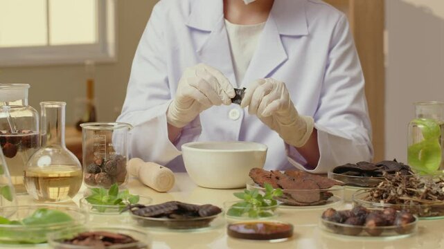 A template video in a laboratory setting shows a scientist breaking a black locust pod in half and placing it in a white mortar, surrounded by glassware holding other herbs and solutions.