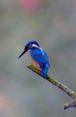Close-up of a kingfisher