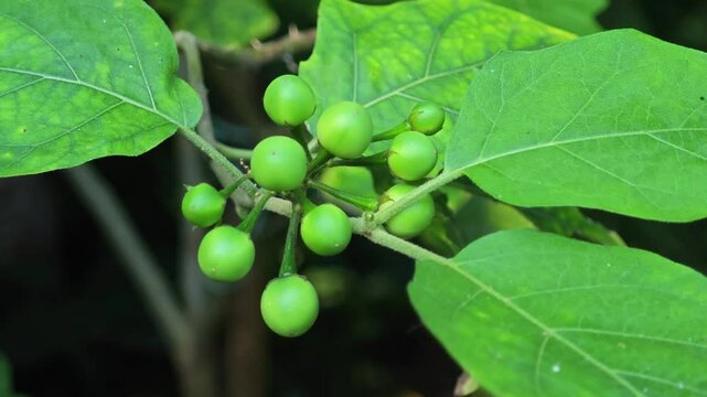 Solanum on tree