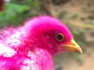 close-up photo of a pink chick