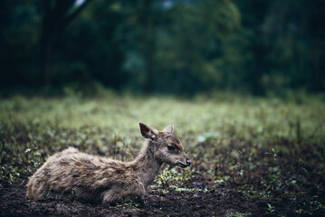 A young deer rests quietly on the forest floor