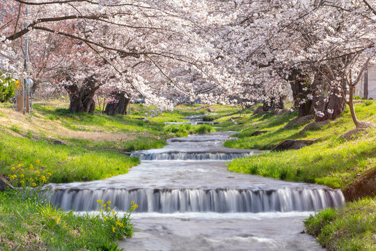 Fototapeta Landscape nature of pink Sakura flowers with the river in Japan, nature and travel in Asia.