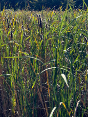 reeds and milkweed