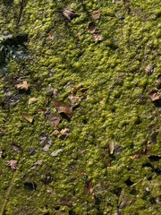 swamp algae texture