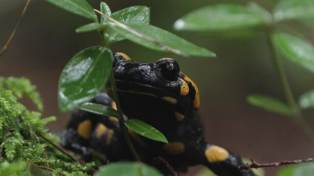 Fire salamander (Salamandra salamandra) in forest stream
