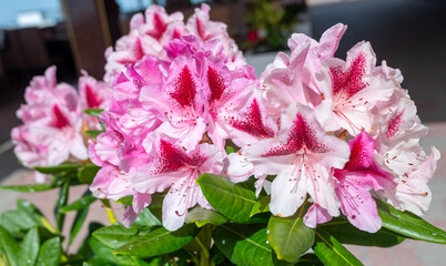 Flowers in nature outdoors. Spring landscape of flowers.