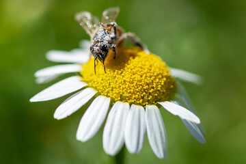 Gros plan sur une abeille en train de butiner 