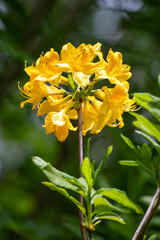 Yellow spring flowers in nature.