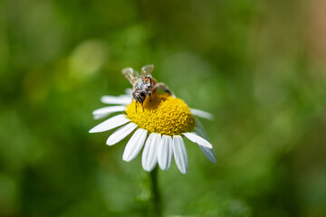 Abeille en train de butiner 