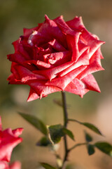 A red rose with a green stem