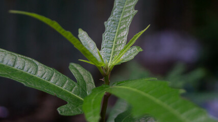 A photograph of Lemon Beebrush.