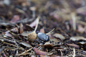 black dung beetle ,Catharsius gorilla,transporting its ball on a leafy floor