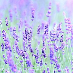 Naklejka premium Nature background with spring flowers. Selective and soft focus. Close up.