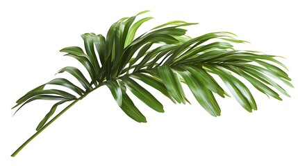 Fototapeta premium Green Branch Isolated on White