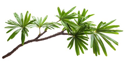 Fototapeta premium Green Branch Isolated on White