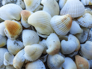 Close-up of White Seashells on the Beach