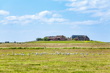 Obraz premium Hallig Hooge, North Friesland, Schleswig-Holstein, Germany, Europe.