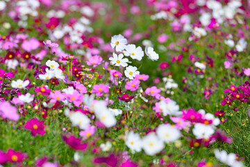 コスモス畑に可愛らしい秋桜
