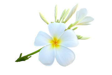 Naklejka premium White frangipani flower Plumeria, frangipani flowers isolated on transparent background