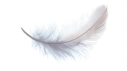 Obraz premium A light gray feather against a white background.