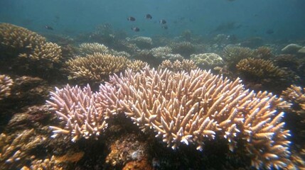 A vibrant underwater coral reef teeming with life, showcasing a variety of coral formations and fish.