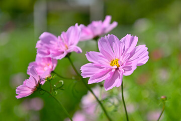 Fototapeta premium コスモス畑に可愛らしい秋桜