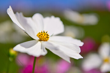 コスモス畑に可愛らしい秋桜