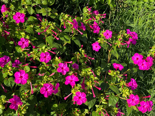Fototapeta premium Flowers Mirabilis jalapa four o'clock flower or marvel of Peru.