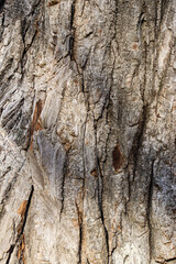Wood texture. Tree bark. Wooden background.