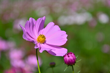 Fototapeta premium コスモス畑に可愛らしい秋桜