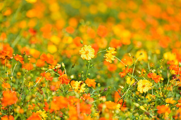 コスモス畑に可愛らしい秋桜