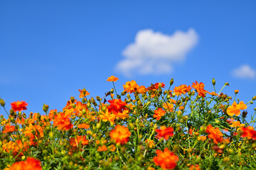 コスモス畑に可愛らしい秋桜