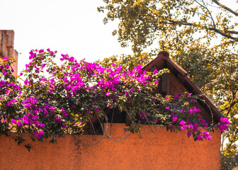Casa floral
