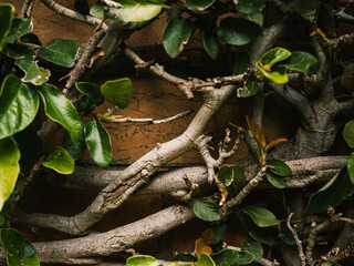 Plant branches on the wall