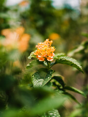 Lantana flower