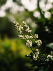 White flowers in the garden