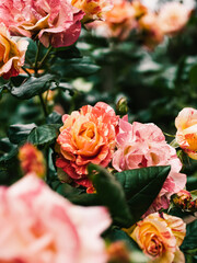 Roses in the garden