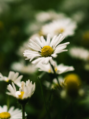 Fototapeta premium Daisies in the garden