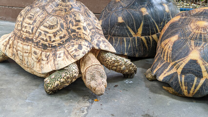 A group of Sulcata tortoises grazing peacefully