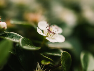 Spring flower