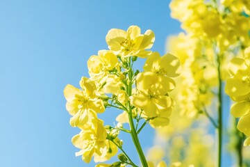 Obraz premium Bright Yellow Flowers Under Clear Blue Sky