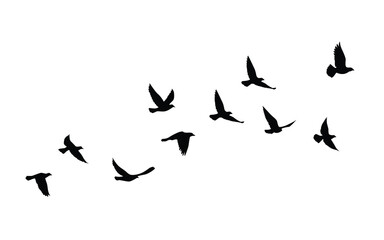 Flying birds silhouettes pattern wallpaper. Vector illustration. isolated bird flying. tattoo design. template for card, package, and wallpaper.