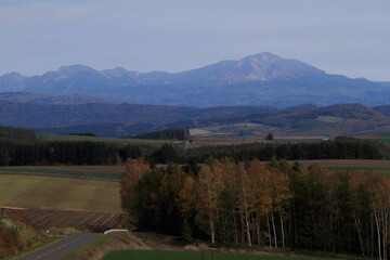 白樺林にそびえ立つ旭岳