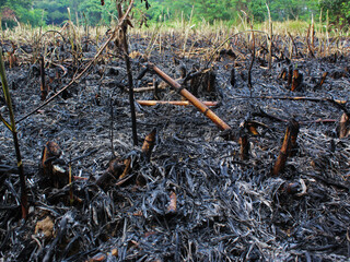 Close up of a sugarcane field after it burned on a sunny day.