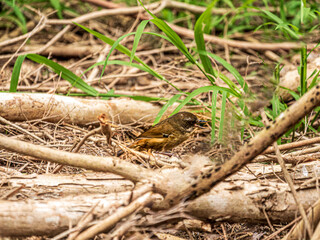 White Browed Scrubwren In Messy Area