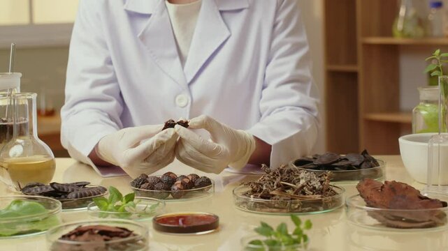 A scientist is captured in a template video in a cozy laboratory setting reducing by half a soapberry fruit for inspection. Glassware with additional herbs and liquids are placed on the table.
