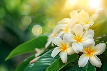 Fototapeta premium White frangipani flowers blooming on tree with sunlight.