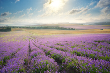 Naklejka premium Meadow of lavender at sunrise.