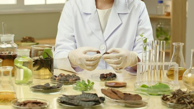 In a video template depicting a modern lab experiment, a scientist splits a soapberry in half and arranges it in a petri dish with other herbs and test liquids. The camera moves from left to right.