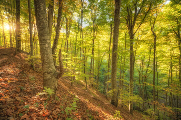 Autumn forest and sunshine.